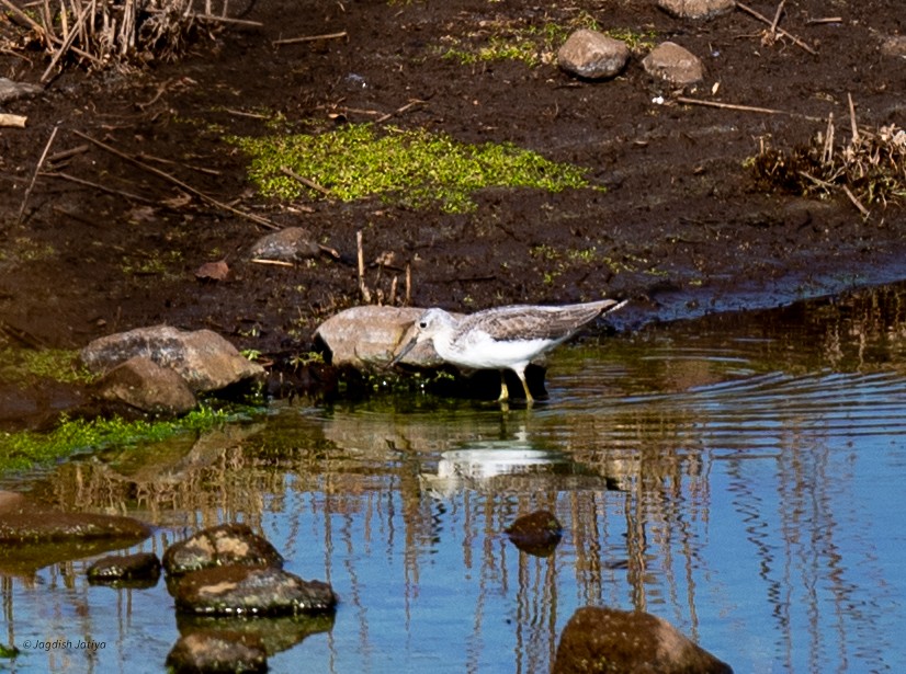 gluttsnipe - ML646288503