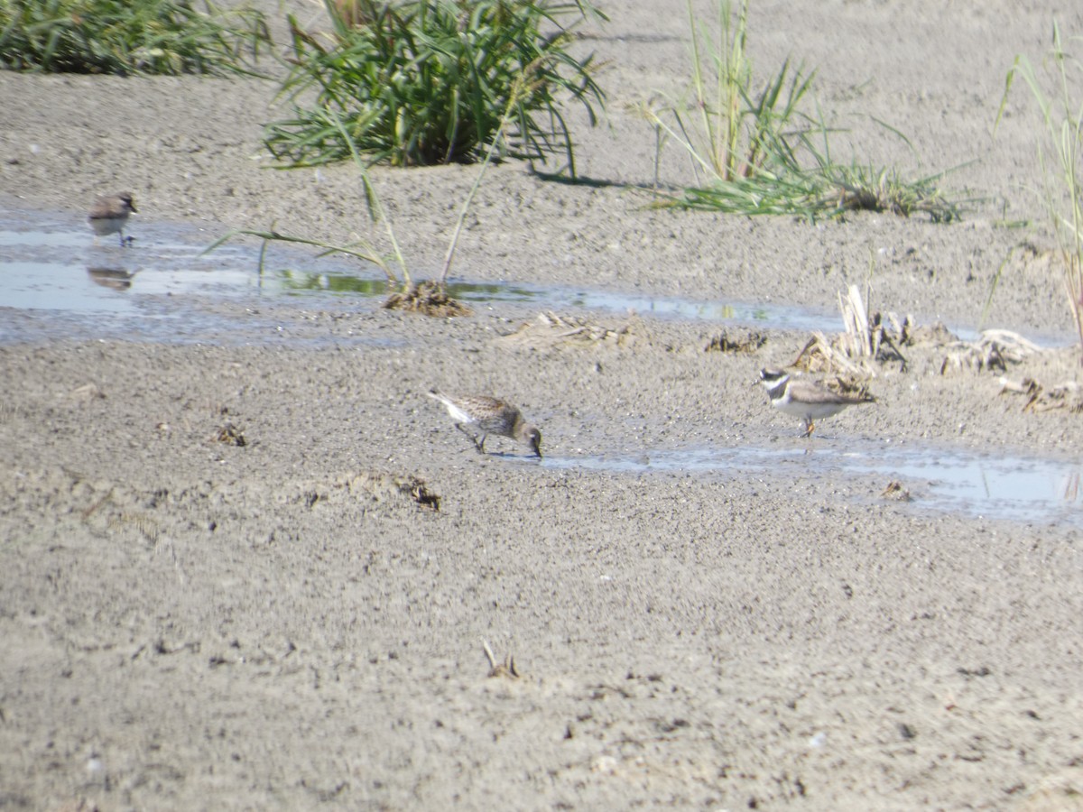 tundrasnipe - ML646288506