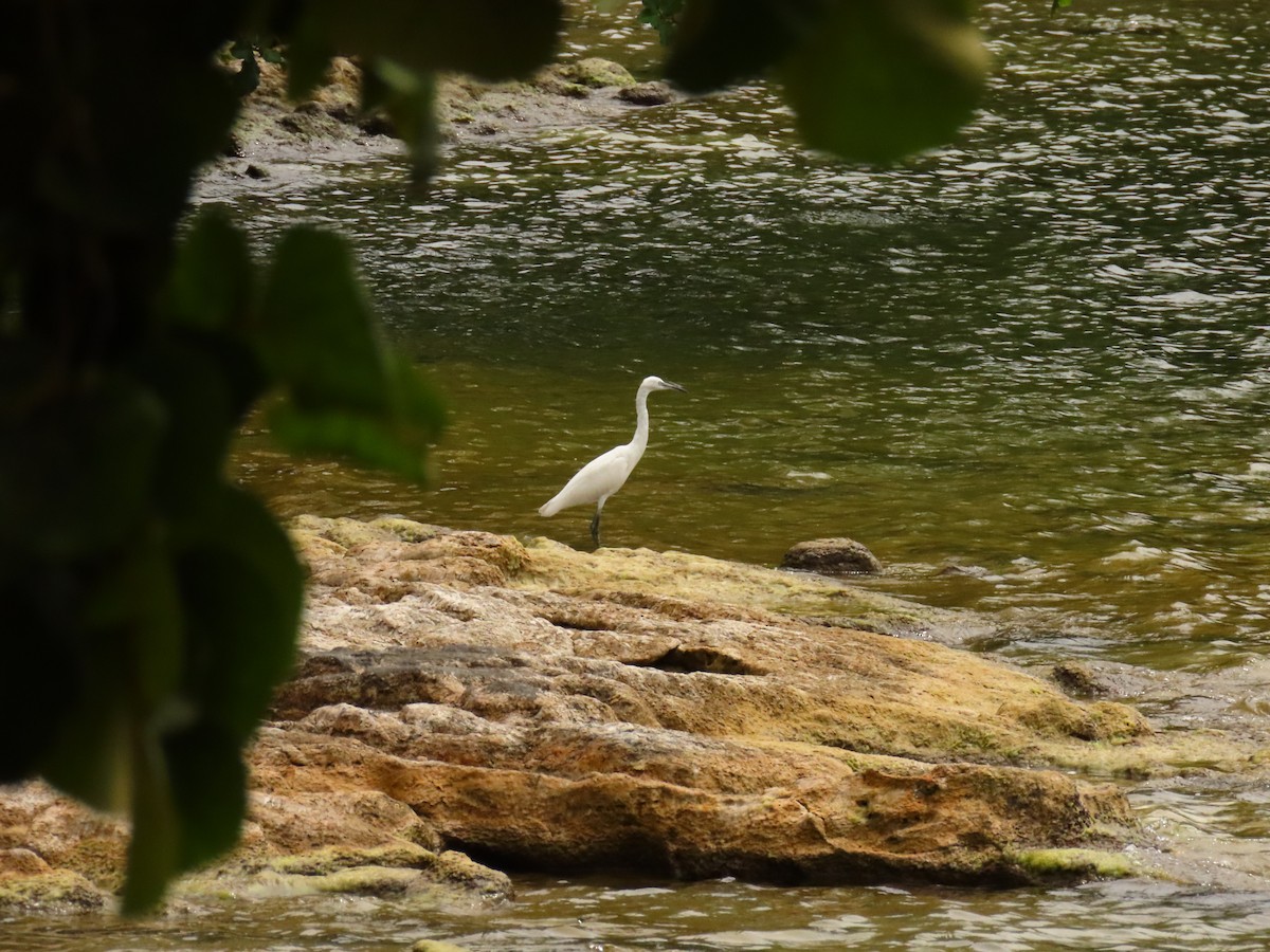 silkehegre - ML646288507