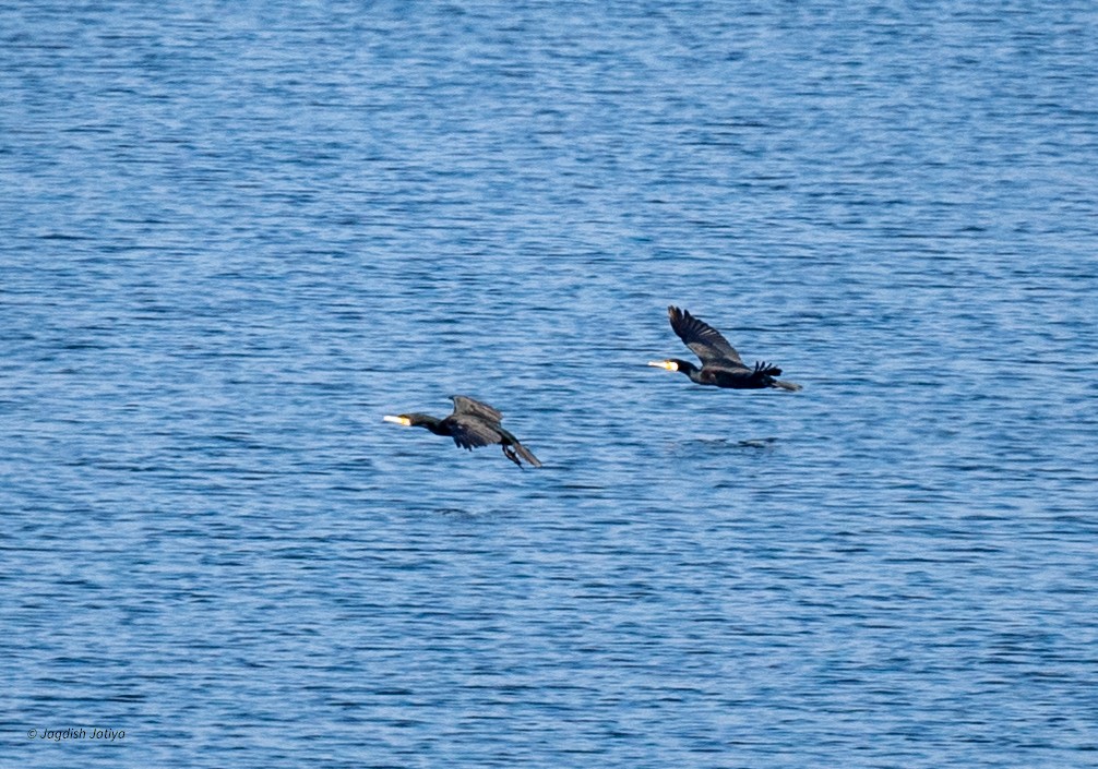 storskarv - ML646288509