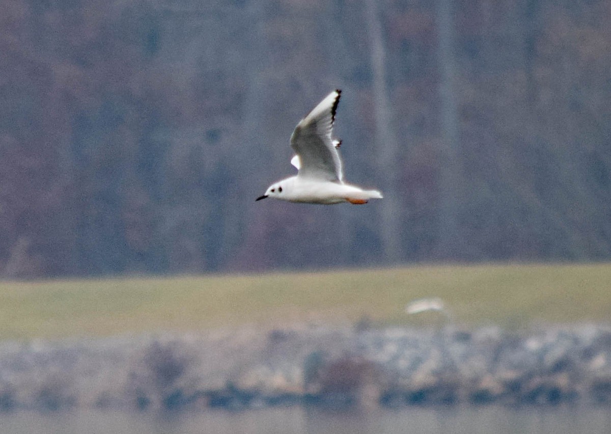 kanadahettemåke - ML646288511