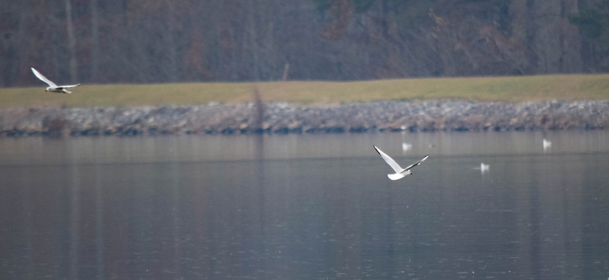 kanadahettemåke - ML646288512