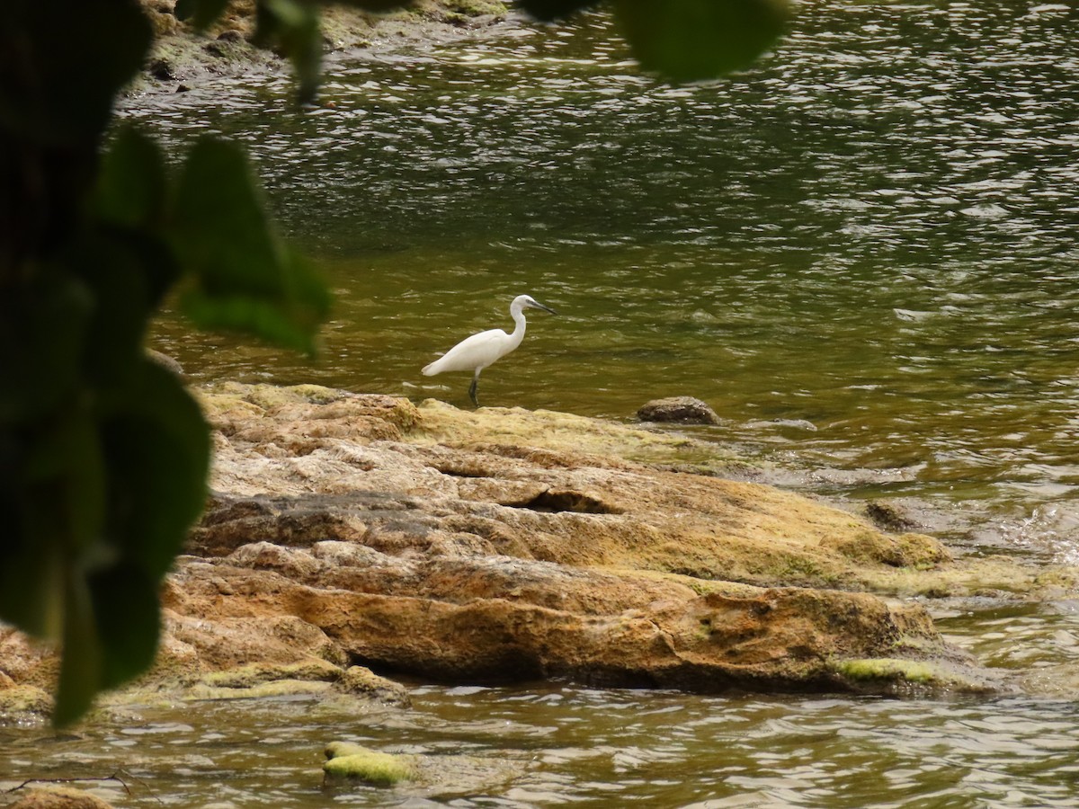 silkehegre - ML646288514