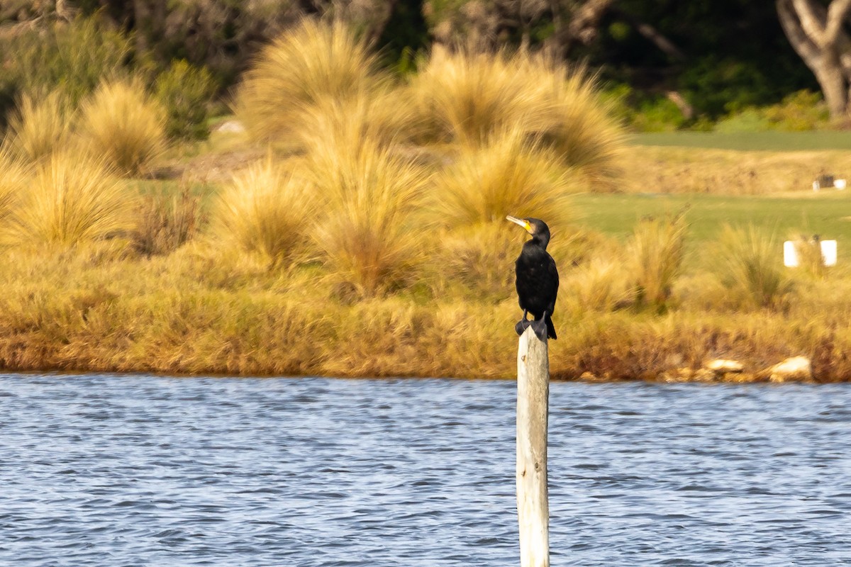 storskarv - ML646288516