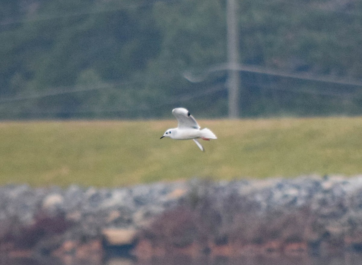 kanadahettemåke - ML646288518