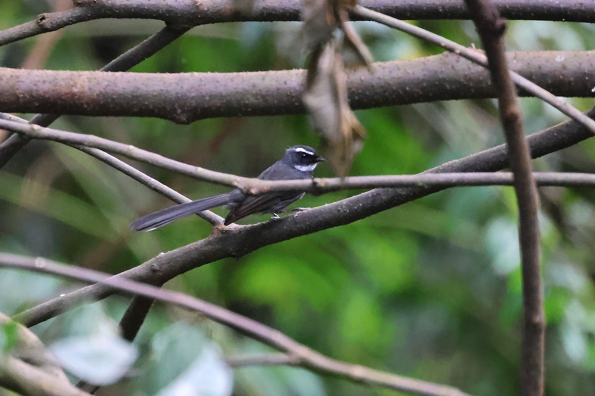 White-throated Fantail - ML646288527