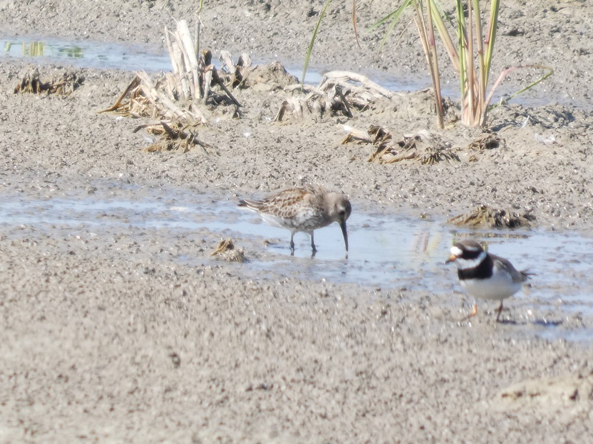 tundrasnipe - ML646288528