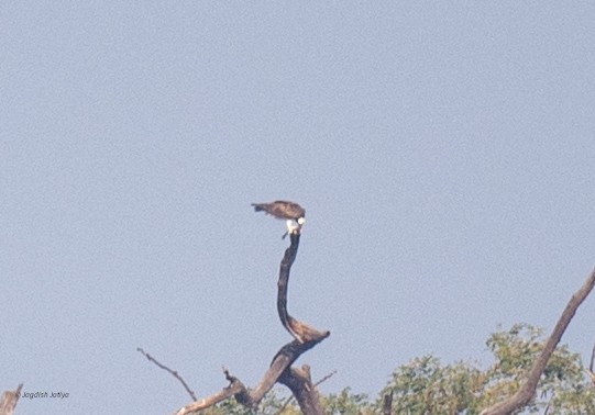 Osprey - ML646288529