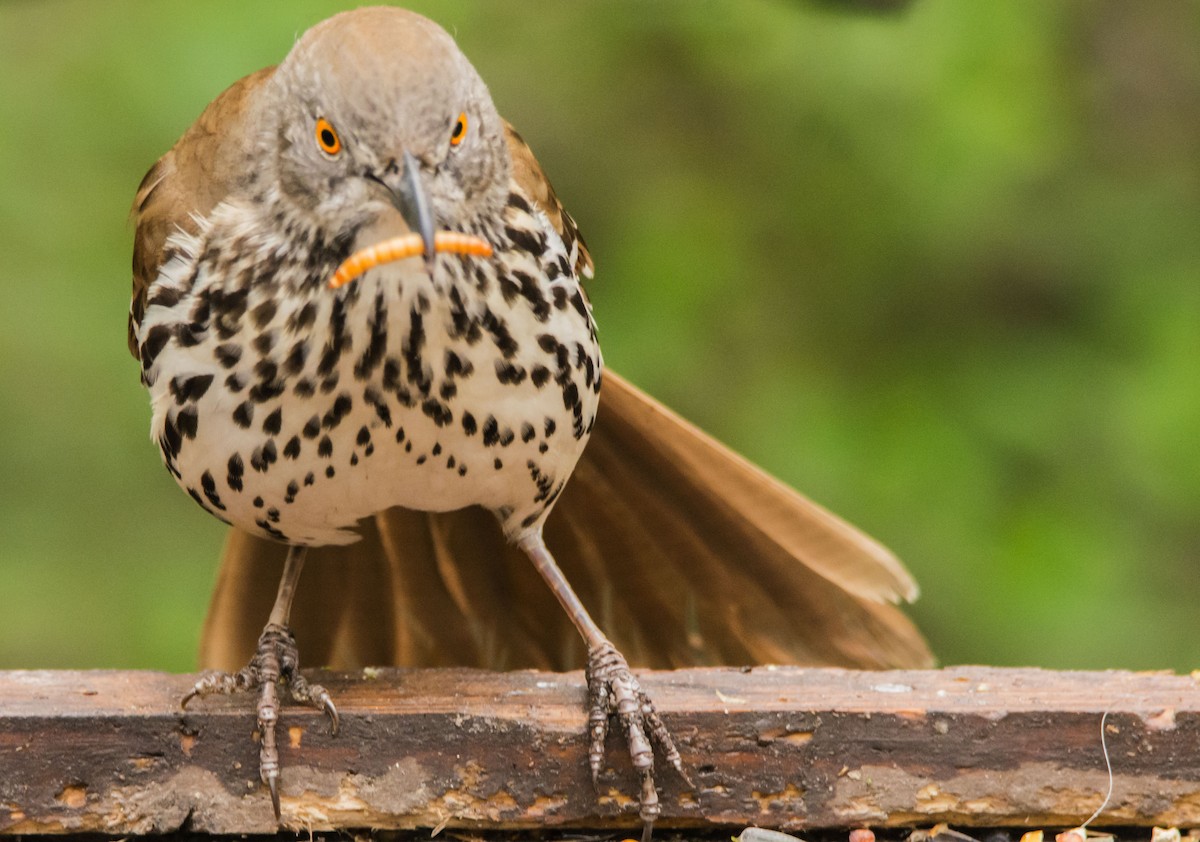 drozdec dlouhozobý - ML646288531