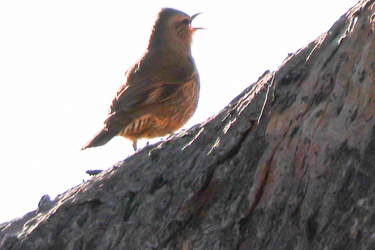 Brown Treecreeper - ML646288533