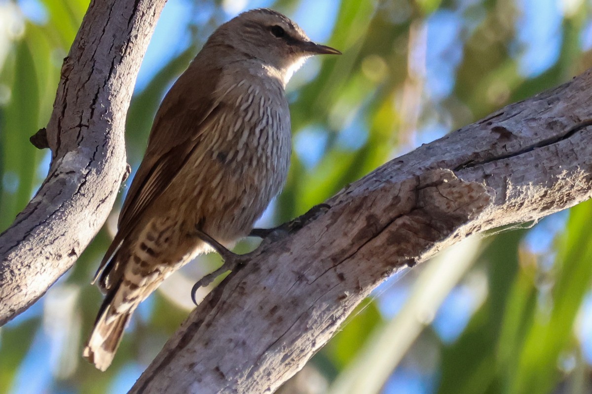 Brown Treecreeper - ML646288535