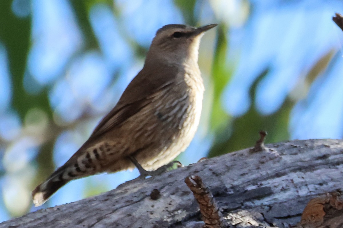 Brown Treecreeper - ML646288536
