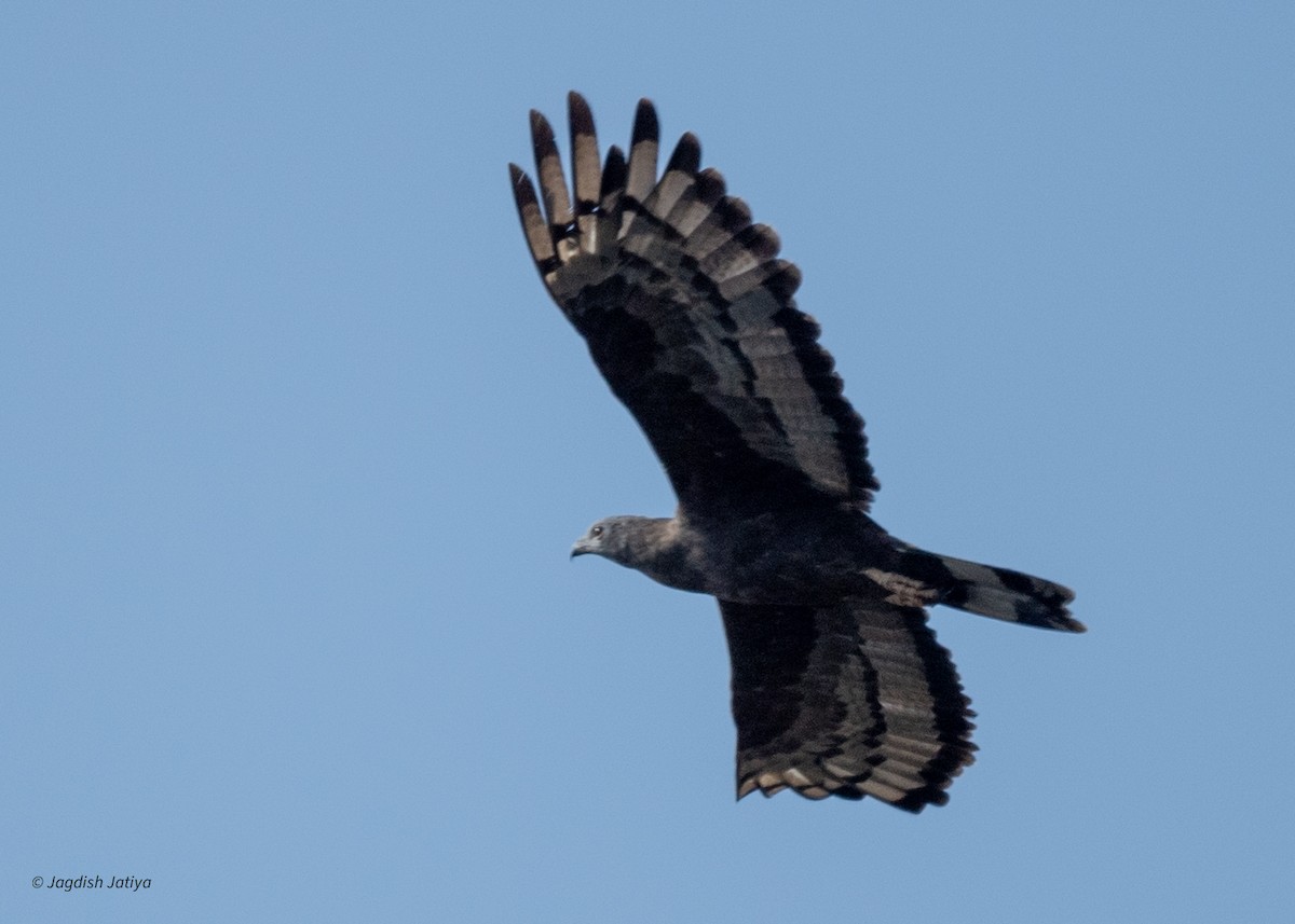 Oriental Honey-buzzard - ML646288538