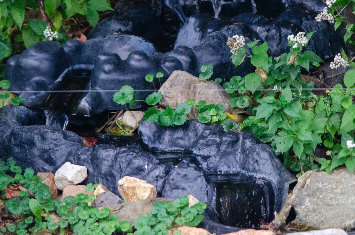 Жовтогорлик північний - ML646288541