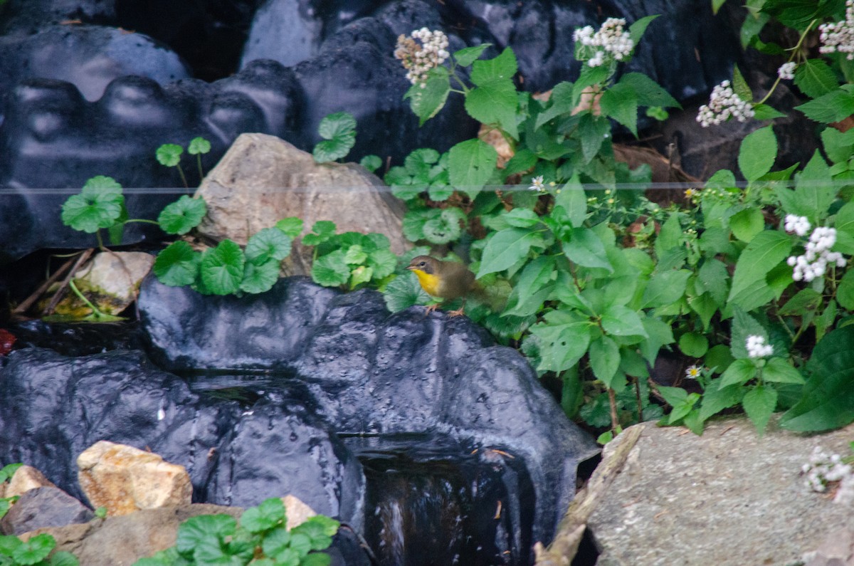 Жовтогорлик північний - ML646288542