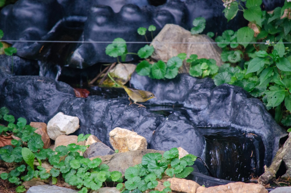 Жовтогорлик північний - ML646288543