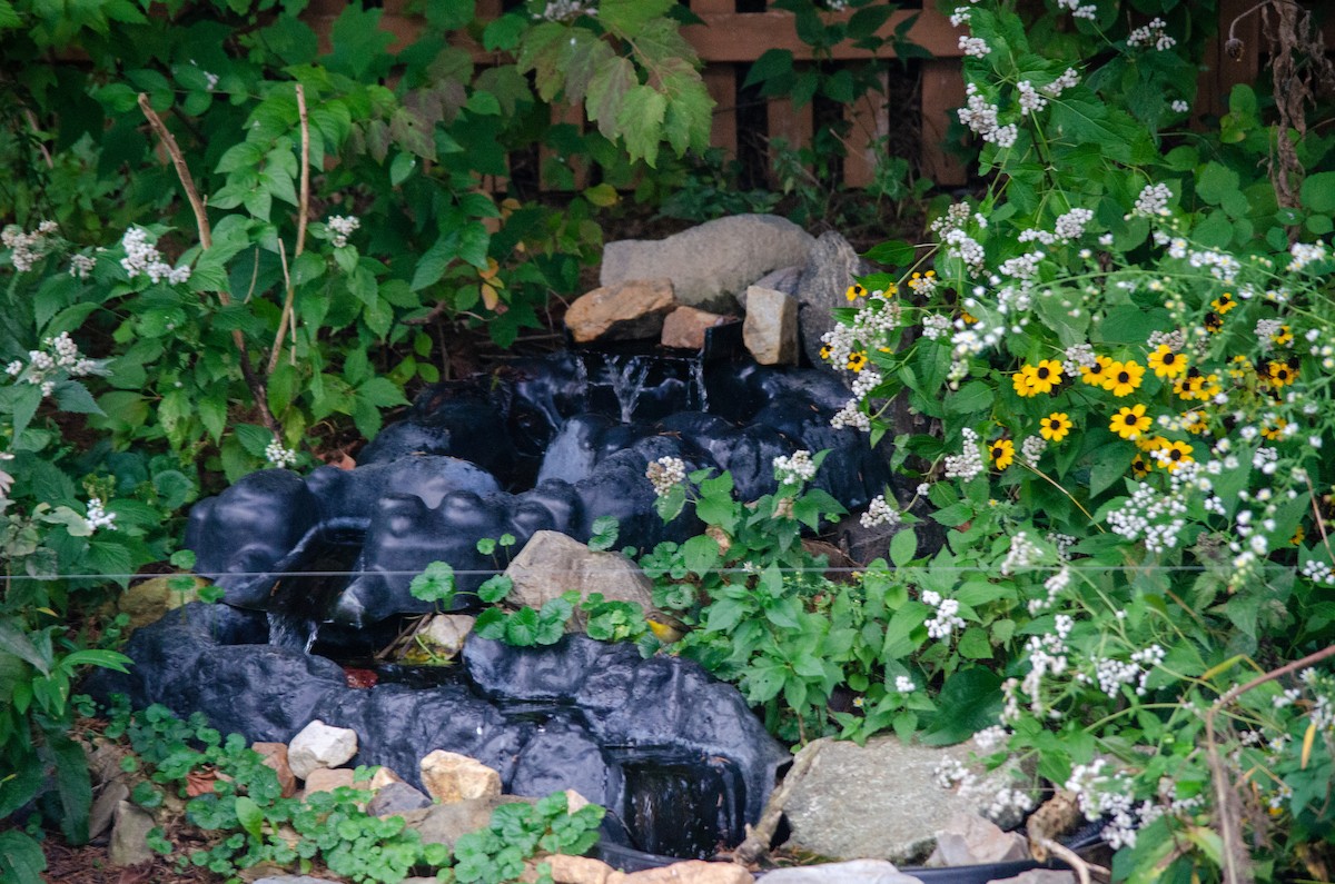 Жовтогорлик північний - ML646288544