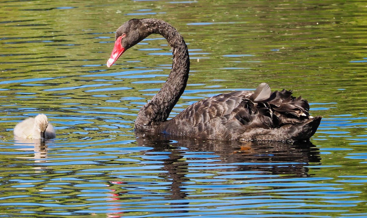 Black Swan - ML646288547