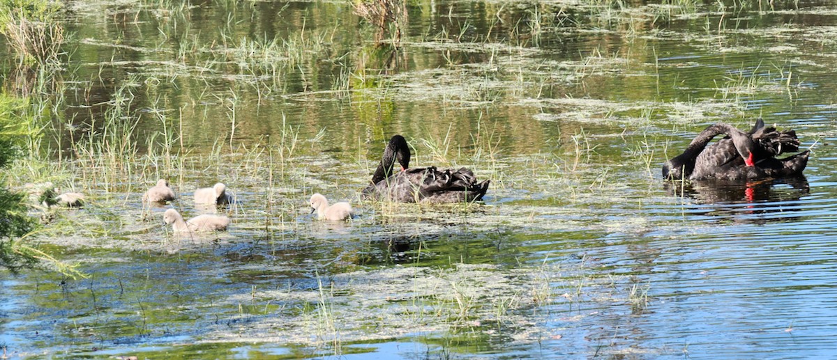 Black Swan - ML646288548