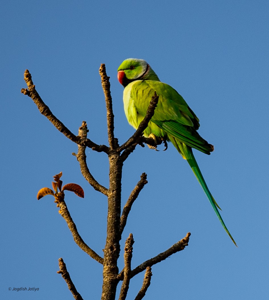 Rose-ringed Parakeet - ML646288550