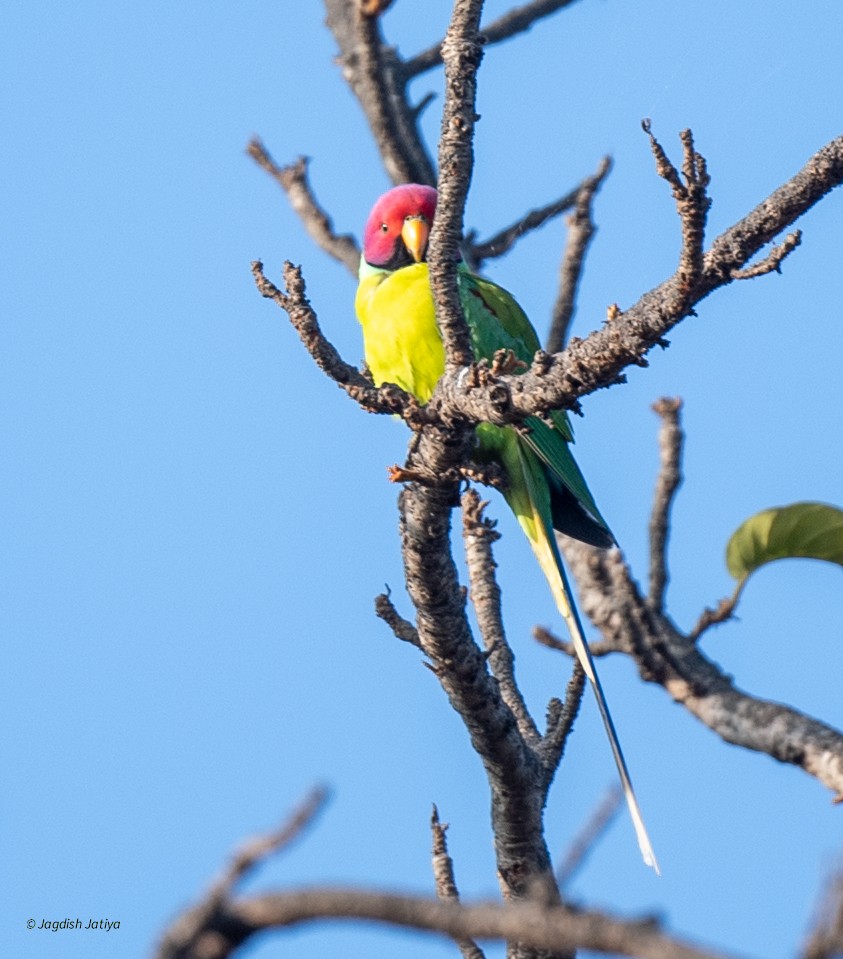 Perruche à tête prune - ML646288556