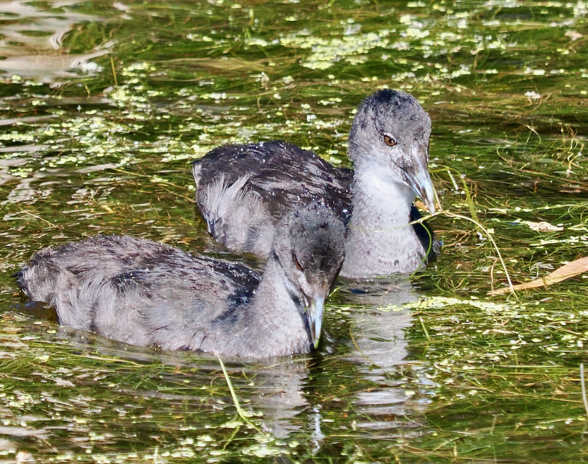Eurasian Coot - ML646288561