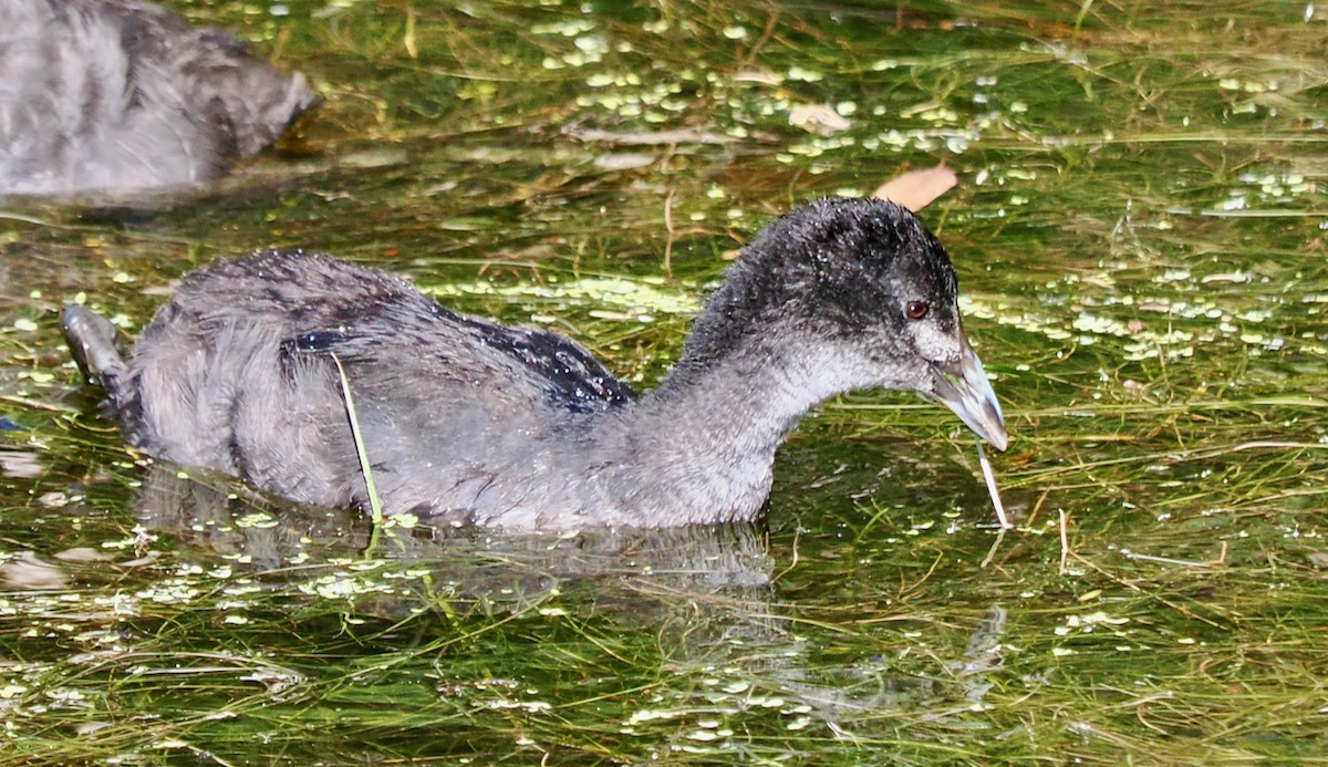 Eurasian Coot - ML646288562