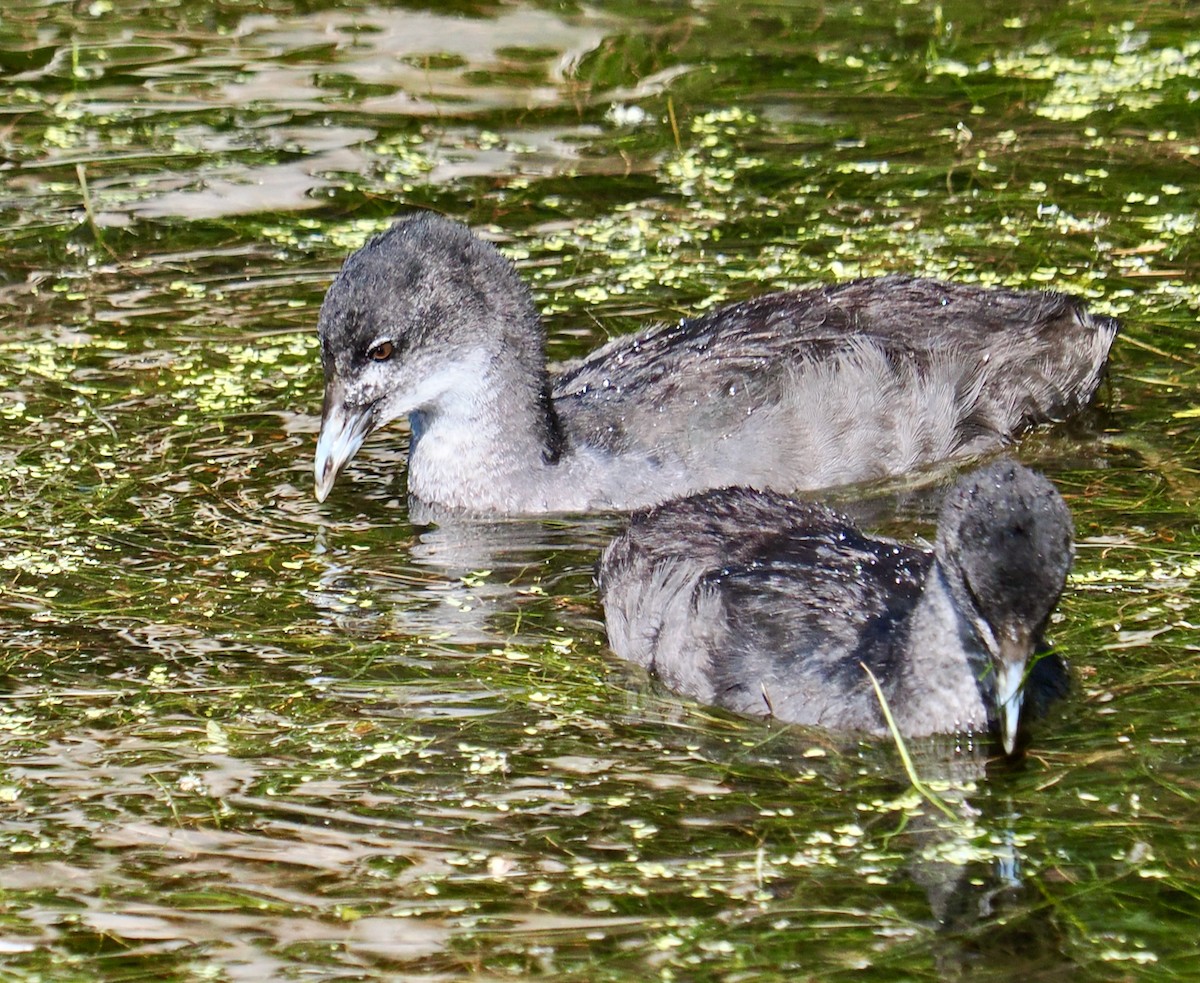 Eurasian Coot - ML646288563