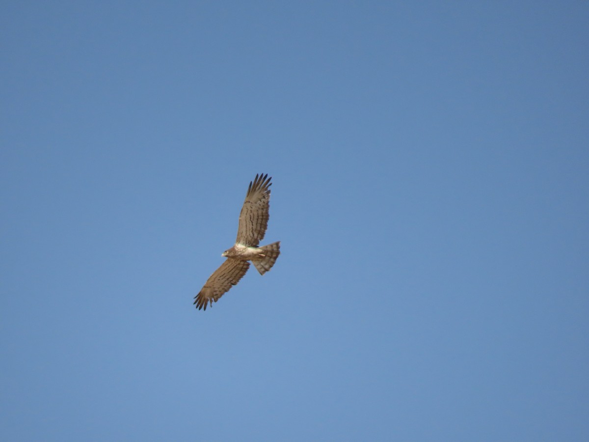 Short-toed Snake-Eagle - ML646288566