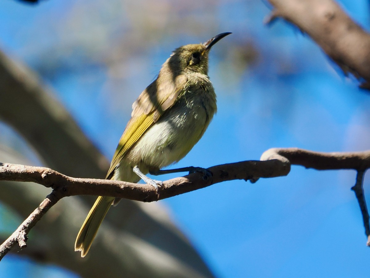 Brown Honeyeater - ML646288568