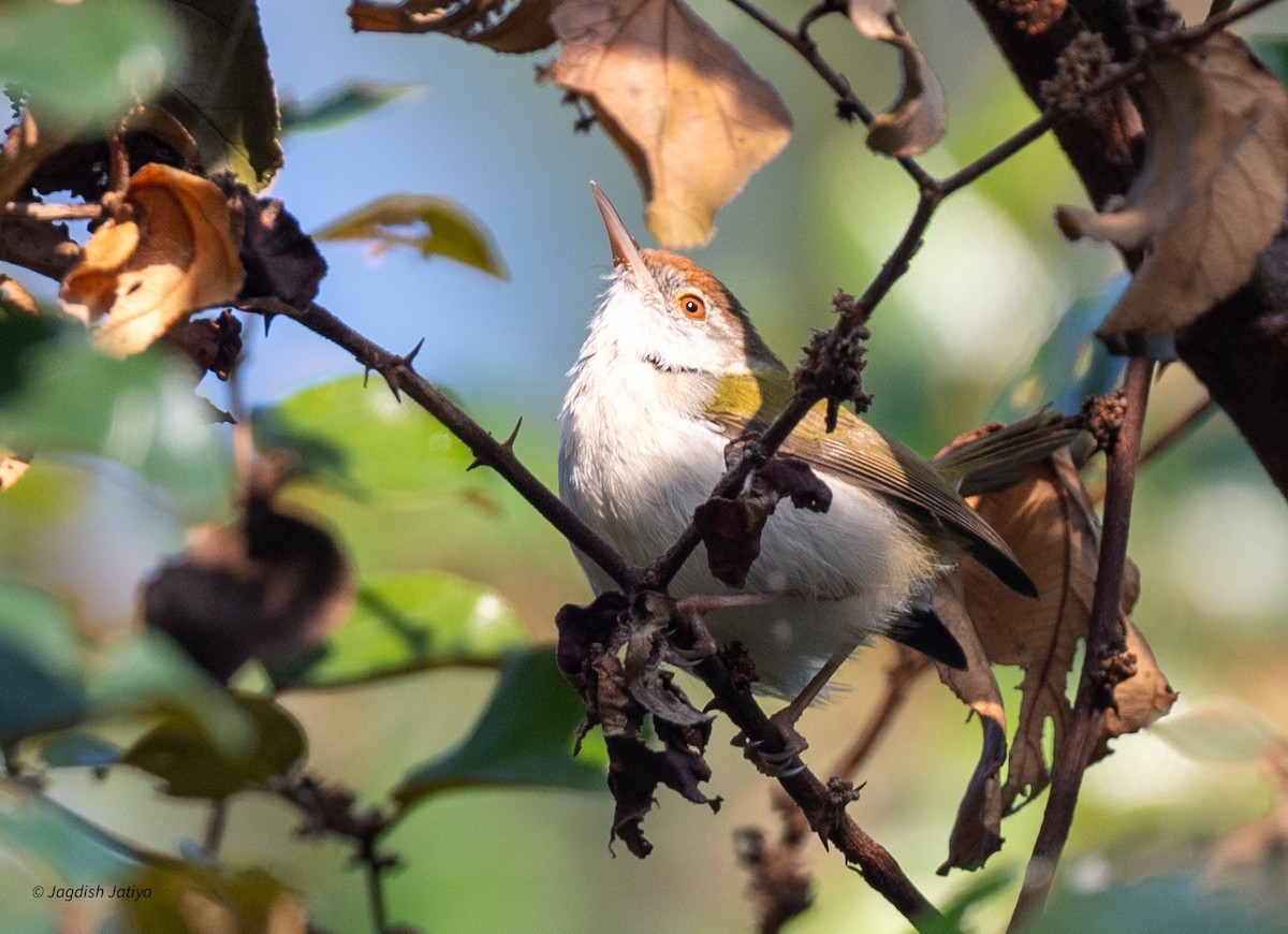 Common Tailorbird - ML646288569