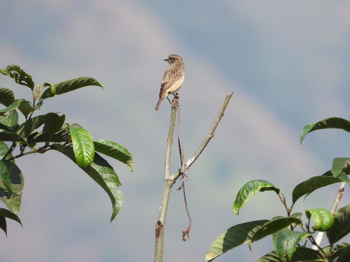 Siberian Stonechat - ML646288570