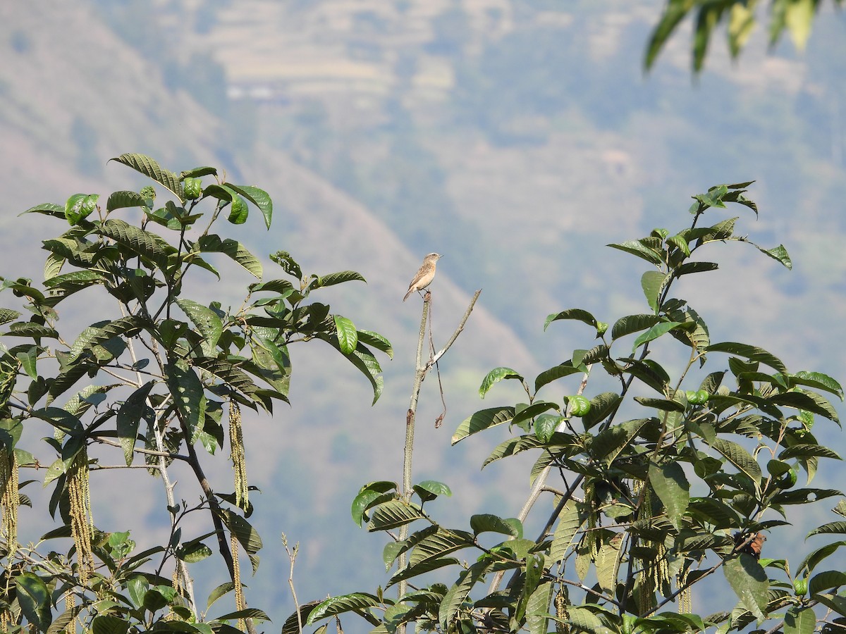 Siberian Stonechat - ML646288571