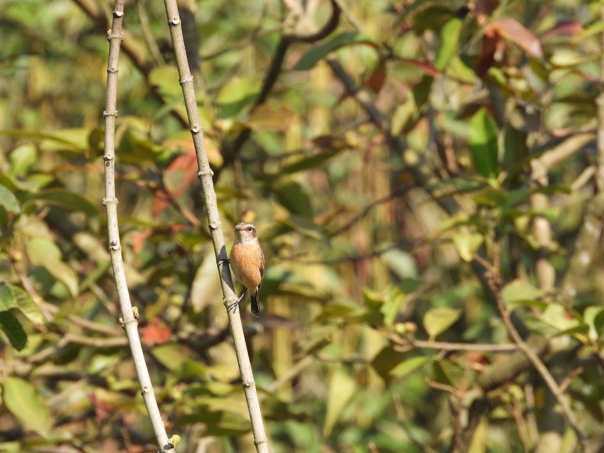 Siberian Stonechat - ML646288572