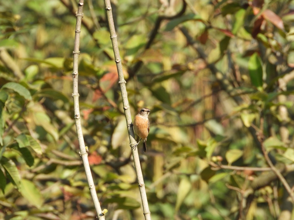 Siberian Stonechat - ML646288573