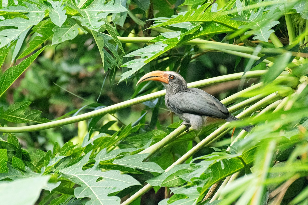 Malabar Gray Hornbill - ML646288575
