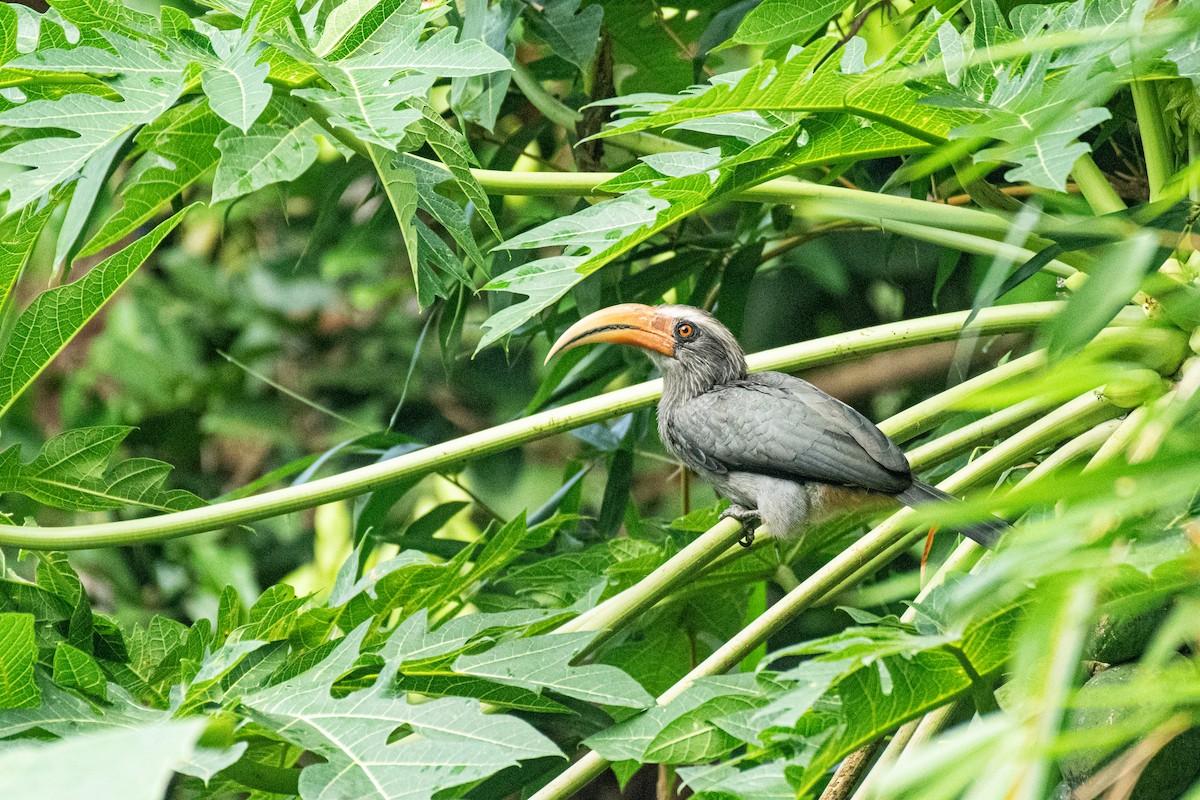 Malabar Gray Hornbill - ML646288576