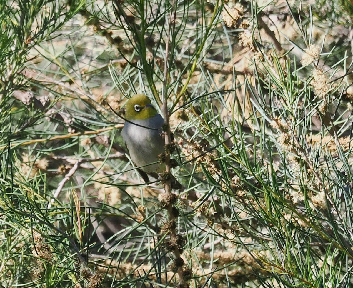 Silvereye - ML646288578