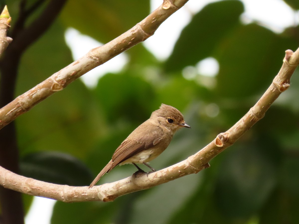 African Dusky Flycatcher - ML646288579
