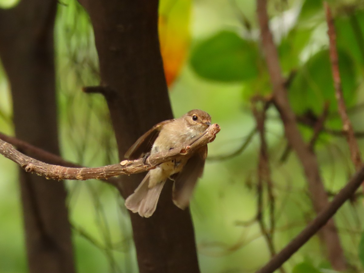 African Dusky Flycatcher - ML646288580
