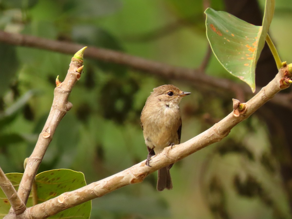 African Dusky Flycatcher - ML646288581