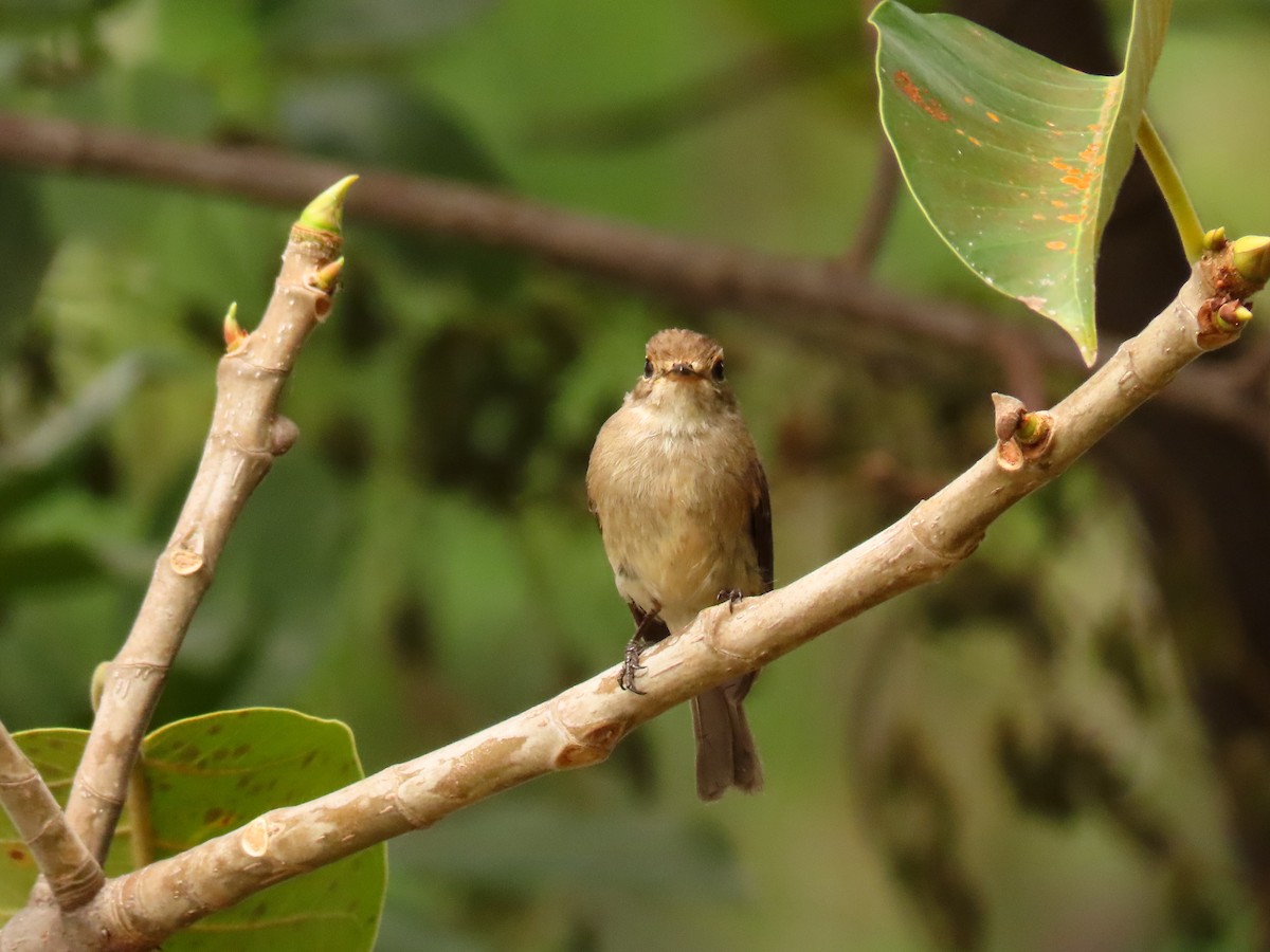 African Dusky Flycatcher - ML646288582