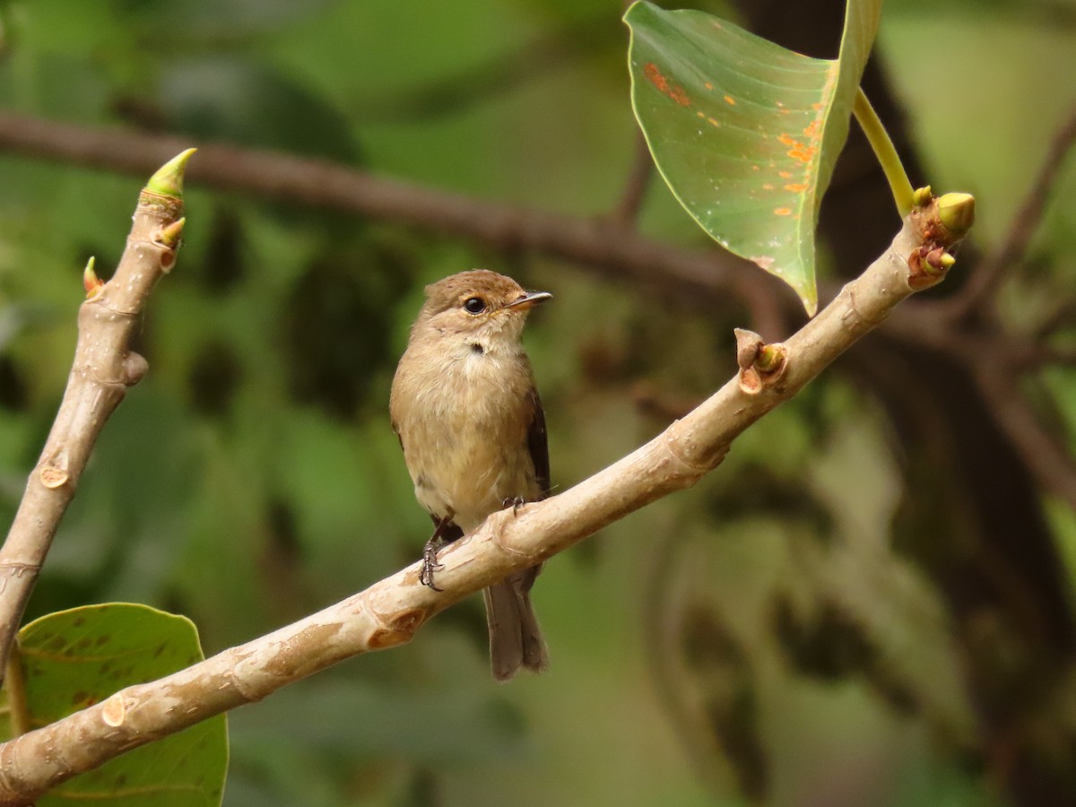 African Dusky Flycatcher - ML646288583