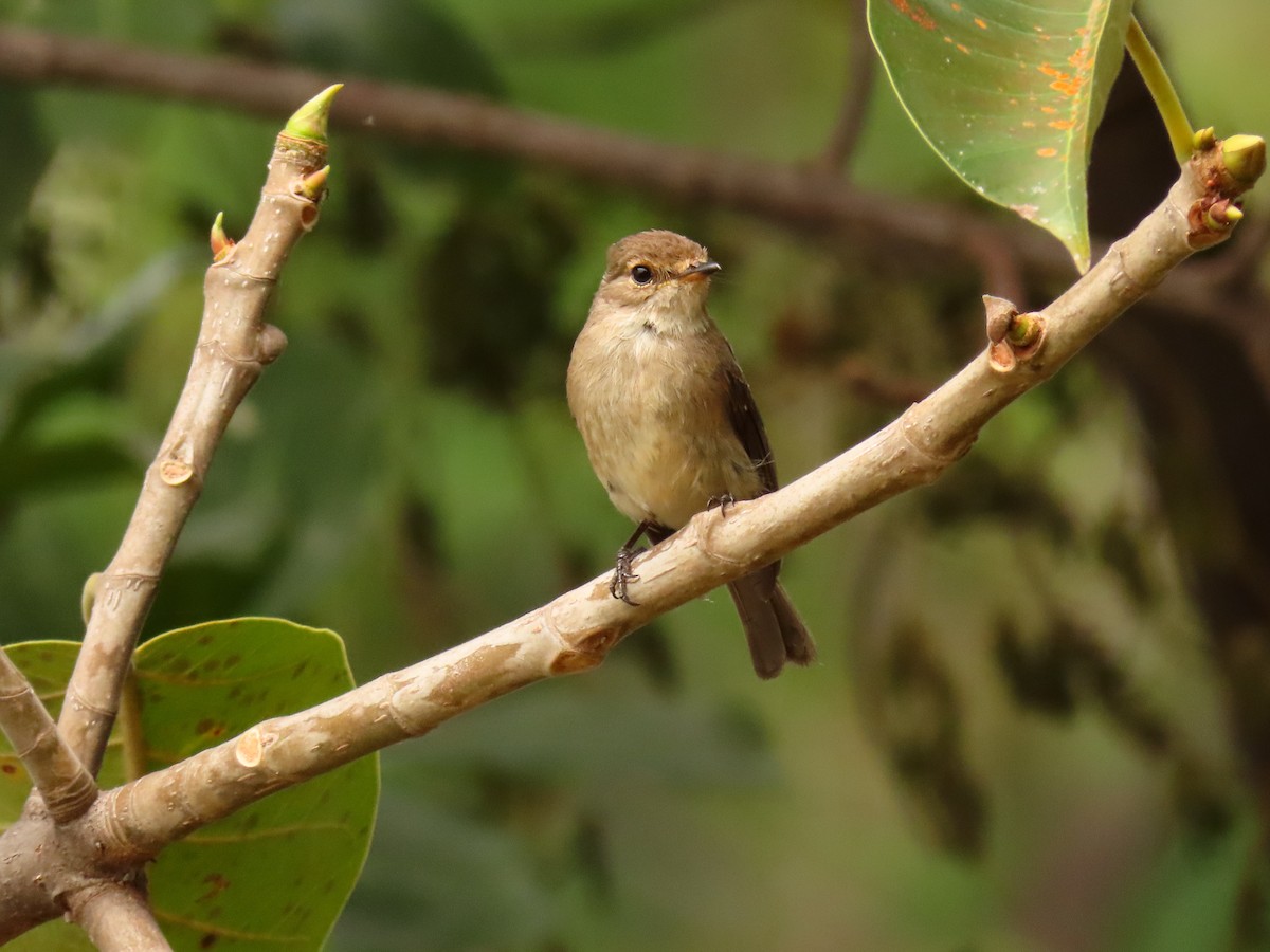 African Dusky Flycatcher - ML646288584