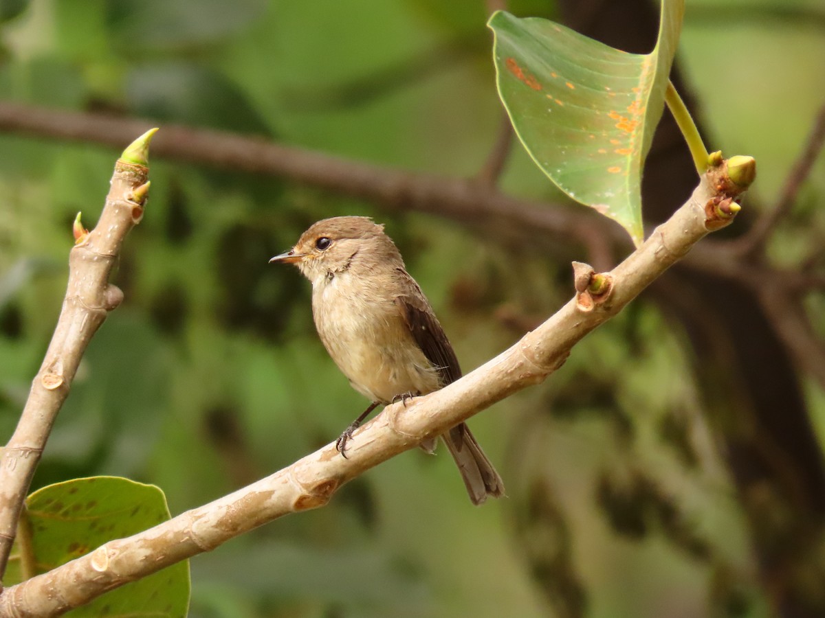 African Dusky Flycatcher - ML646288585
