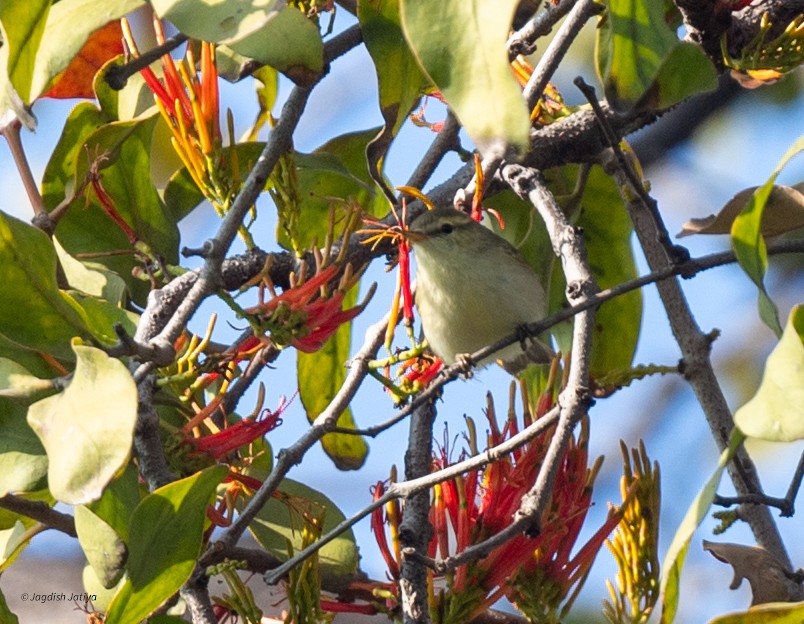Greenish Warbler - ML646288594