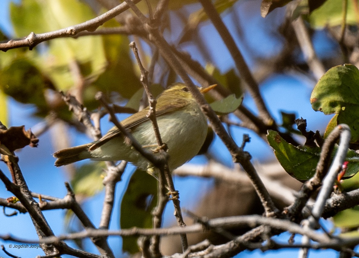 Greenish Warbler - ML646288595
