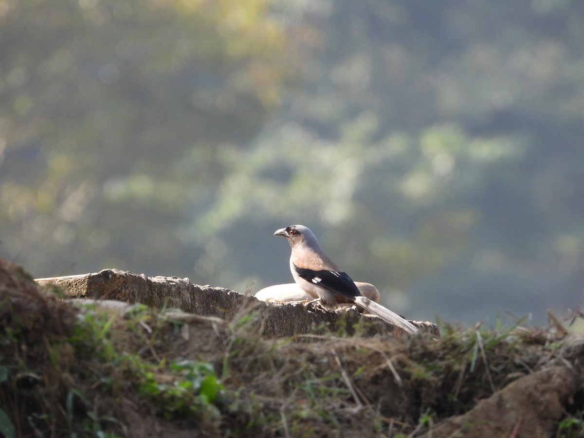 Gray Treepie - ML646288599