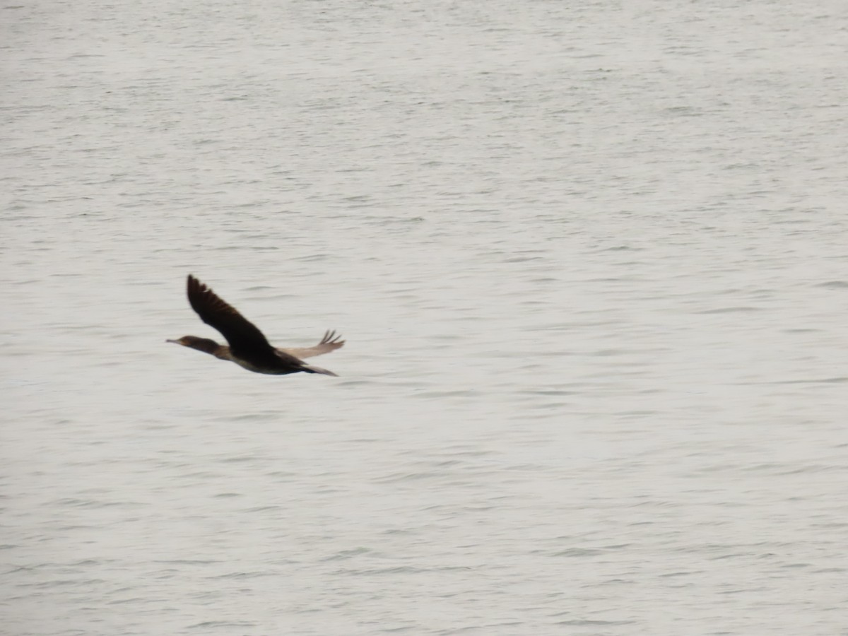 kormorán velký - ML646288603