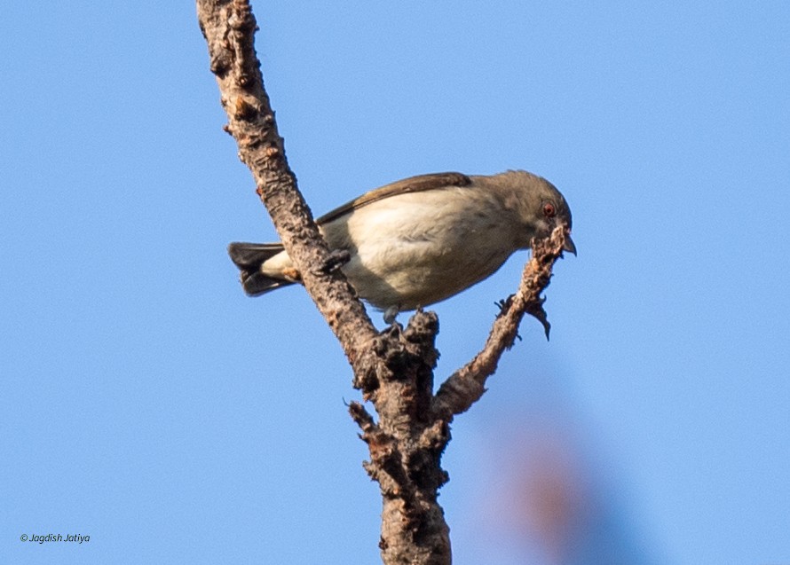 květozob tlustozobý - ML646288604